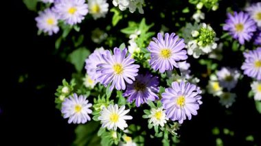 Mor yıldızlar yemyeşil bir bahçede çiçek açıyor.