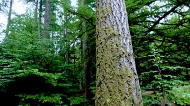Görkemli ağaçlar yemyeşil ormanlarda gökyüzüne doğru uzanıyor.