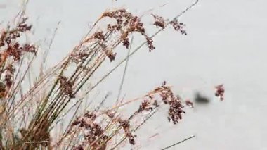 Juncus efusus 'a doğru hareket eden kuşlar su altında.