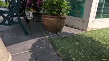 Kedi geziyor ve dış mekanı araştırıyor.