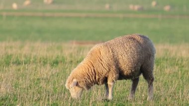 Melbourne kırsalında otlayan koyunlar