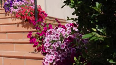 Merdivenlerde renkli çiçekler, güneşli bir gün