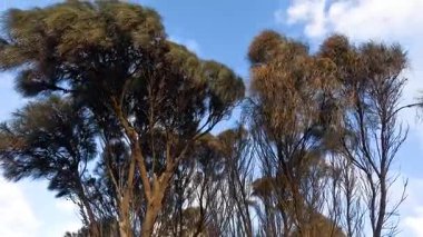 Okaliptüs ağaçları rüzgarda hafifçe hareket eder.