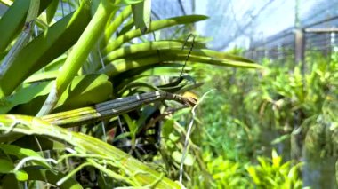 Canlı bir serada yemyeşil orkideler