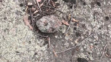 Kaya yüzeyinde liken yakın plan