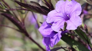 Çiçek açan mor çiçeğe yakın plan