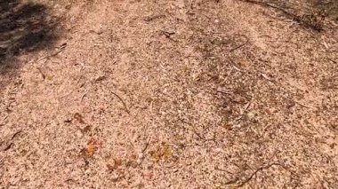 Taşıt kırsal toprak yolda ilerliyor.