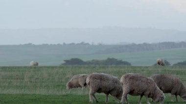 Koyunlar yemyeşil bir arazide huzur içinde otluyor.