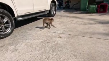 Maymun arabanın yanından bir sandığa doğru yürür.