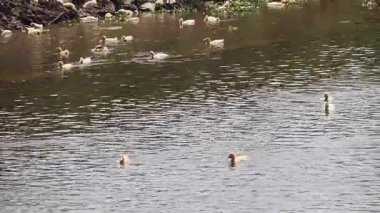 Çok sayıda ördek sakin bir nehirde huzur içinde yüzer.