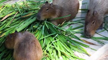 Capybaras taze yeşilliklerin tadını çıkarıyor.