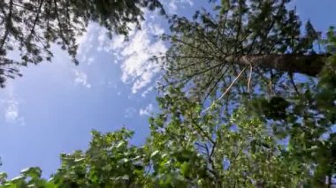 Çam ağaçları yaz melteminde usulca sallanıyor.