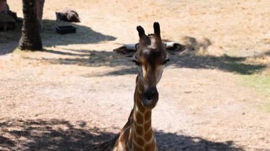 Zürafa hayvanat bahçesinde geziyor.