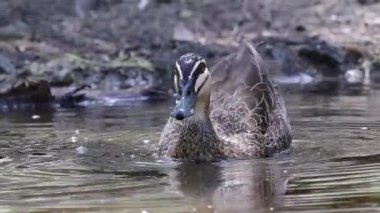 Havuzda yüzen ve yiyecek arayan bir ördek.