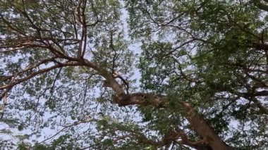 Gökyüzüne karşı bir ağacın dallarına bakıyorum.