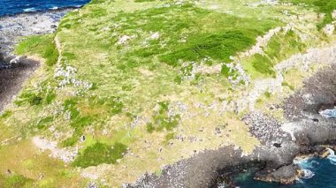 Fingal Head, NSW 'de altıgen kaya oluşumları