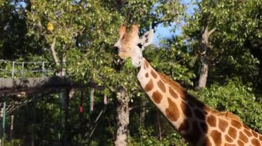 Zürafa ormanlık bir hayvanat bahçesinde hareket ediyor.