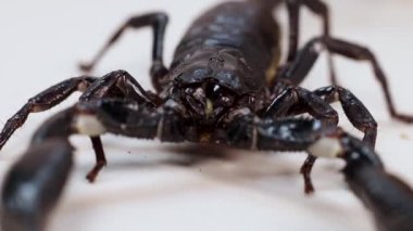 Bir akrep beyaz bir yüzey boyunca hareket eder, vücuduna ve bacaklarına odaklanarak yakın plan çekilir.