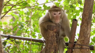 Ağaca tünemiş makak, etrafı gözlemliyor.