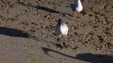 Martı ve Ibis kumlu bir sahilde etkileşim halindeler.