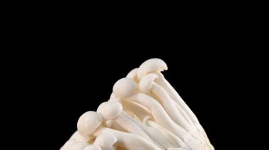 Bir enoki mantar kümesi katı siyah bir zemin üzerinde pürüzsüzce döner, yumuşak, hatta açık ayrıntı ve doku için aydınlatma ile aydınlatılır