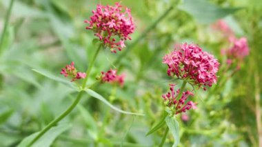 Londra 'da kırmızı kediotu çiçeklerine yakın çekim