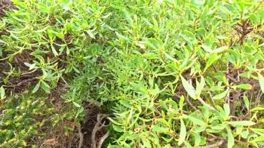 Canlı yeşil yapraklar, Aireys Körfezi 'nde doğal ışık altında yakalanmış. Yoğun bitki yaşamını ve sakin açık hava ortamını sergiliyor.