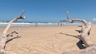 Statik plaj sahnesi. İnsanlar ve sürüklenen ağaçlar.