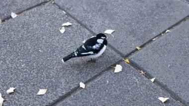 Asfaltlı yüzeyde yürüyen bir saksağan tarlası.