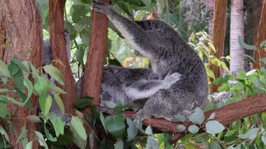 Koala ormanda ağaca tırmanıyor.