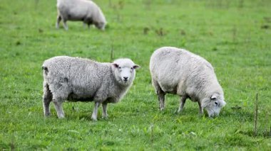 Romney koyunları Queenstown, Yeni Zelanda 'da yemyeşil bir tarlada huzur içinde otlar.