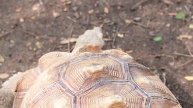 Sulcata kaplumbağası toprak zeminde ilerliyor.