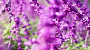 Çiçek açan mor Salvia çiçeklerinin yakın plan görüntüsü