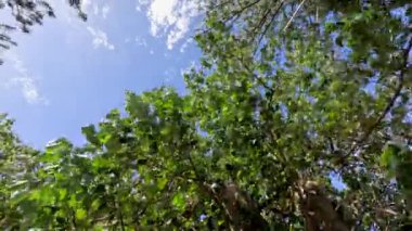 Çam ağaçları yaz melteminde usulca sallanıyor.