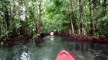 Kayakçılar yemyeşil, sakin Krabi su yollarında yol alırlar.