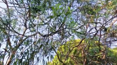 Hayvanat bahçesi kafesinde ağaçlar ve ağlar