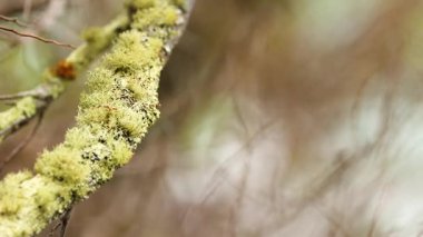 Yumuşak odaklı arka planda, Avustralya 'daki Great Ocean Road' da doğal ışık altında yakalanan liken dallarına yakın çekim