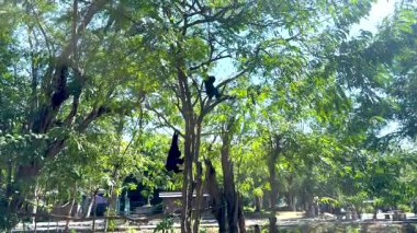 Gibbon, Khao Kheow Hayvanat Bahçesi 'nde ağaçların arasında sallanıyor.