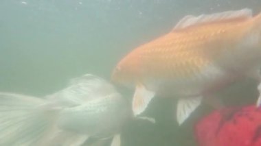 Yeşil sularda hareket eden renkli koi balığı.