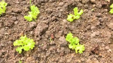 Genç marul bitkileri düzenli sırada yetişiyor.