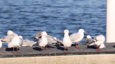 Martılar güneşli bir sahil iskelesinde etkileşime geçiyorlar.