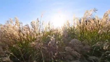 Melbourne 'da güneşin altında sallanan otlar