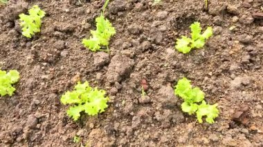 Marul bitkileri zamanla toprakta büyür..