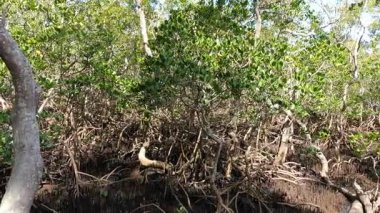 Bereketli mangrov ağaçlarının huzurlu manzarası