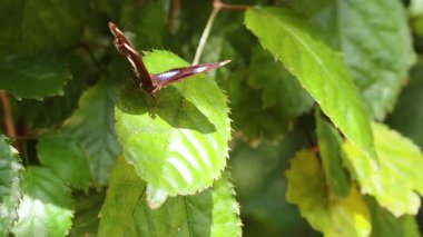 Kelebek canlı yeşil yaprakların üzerinde dinleniyor