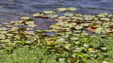 Dinamik nilüferlerle dolu bir göletin hızlandırılması