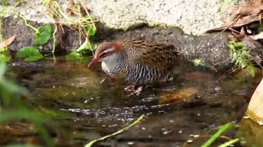 Havuzda banyo yapan bir kuş.