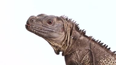 Hydrosaurus Amboinensis, düz bir arkaplan üzerinde parlak ışık altında yakalanan, ince kafa hareketleriyle minimalist bir ortamda ortaya çıkar.