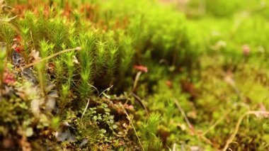 Edinburgh 'da yosun ve bitkilerin yakın çekimi