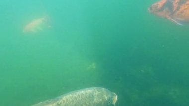 Koi balığı yeşil bir gölette zarifçe süzülüyor..